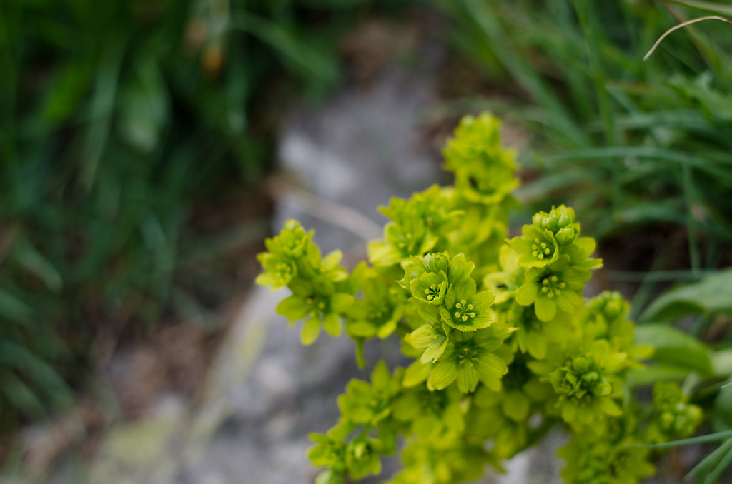 : Small plants - so charming