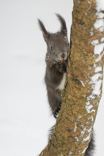 Peeking Squirrel ©  kuhnmi