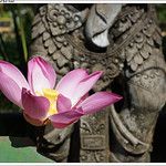 Lotus Flower - D'Omah Bali Hotel