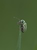 Leaf Weevil (Phyllobius argentatus)