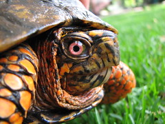 Box Turtle Closeup - by audreyjm529