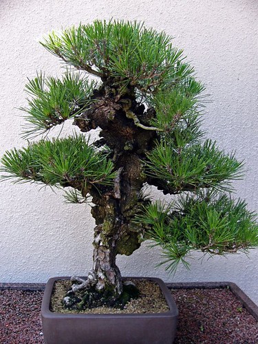 Japanese black pine (90 years) by Paphio, on Flickr