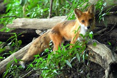 Close Encounter of the Red Fox Kind - Great Falls Maryland [1] 2