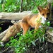 Close Encounter of the Red Fox Kind - Great Falls Maryland [1] 2