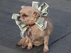 dog with dollars
