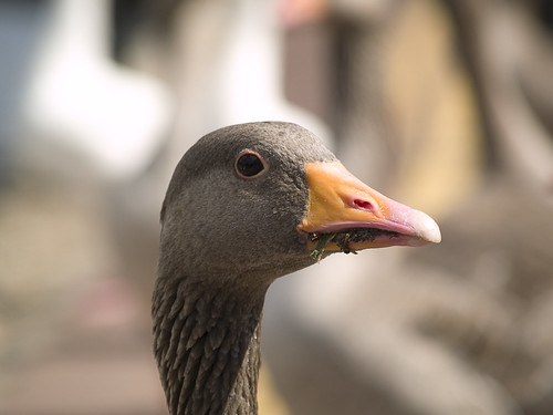 Goose Portrait Take 2