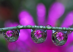 drops of purple petals