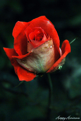 Just a Rose | Lalbagh Flower Show