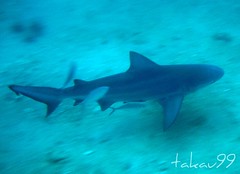 Grey Reef Shark at Koh Tao Island, Thailand