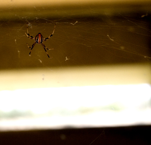spider in the mailbox