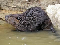 A wet beaver