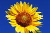 Sunflower (3)