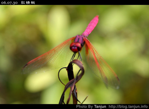 紅蜻蜓(四)