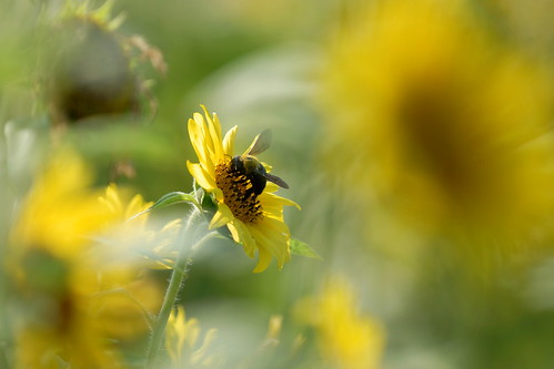 a hornet on sunflower