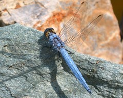 Blue skimmer (Orthetrum brunneum) male