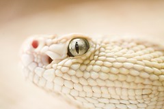 She Had Those Certain Kind of Rattlesnake Eyes