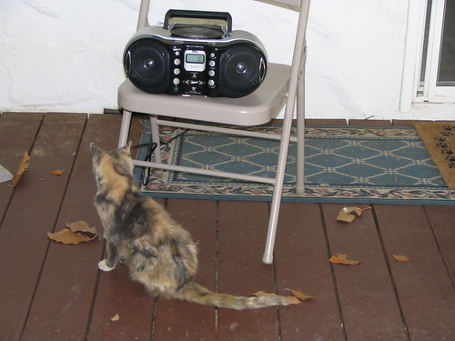 shebacat and the boombox