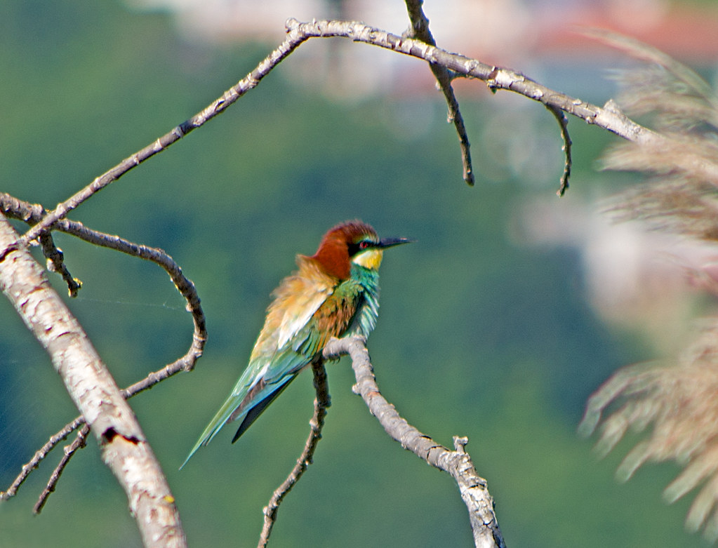 :   / Merops apiaster / European bee-eater /   /   Bienenfresser