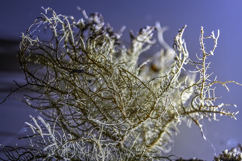 Dried moss ©  Dmitriy Protsenko