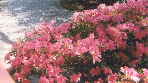 Bank of pink azaleas