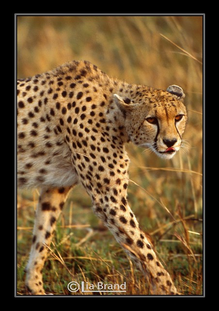 wild kenya fotolog safari cheetah itsongselection1 afszoomnikkor500mm14d afiteleconvertertc20e nikon–f5 acinonyx–jubatus big–cats 500mmf4dii tc20eii arkofwildlife itsong–wildafrica itsong–nikonf5 linguinha inafrica z5oo c–20ii shootingwithnikonf5