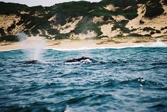 2 Southern right whales