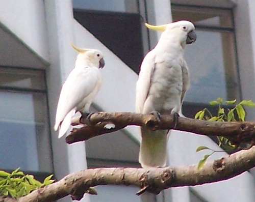 Yellow-crested and Sulphur-crested Cockatoo