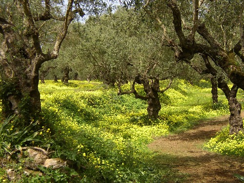 Greece Olives