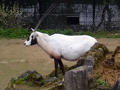 Arabian 'unicorn' thrives again in wild