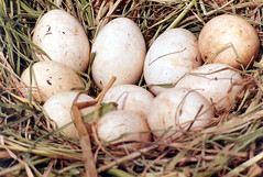 Magpie geese eggs