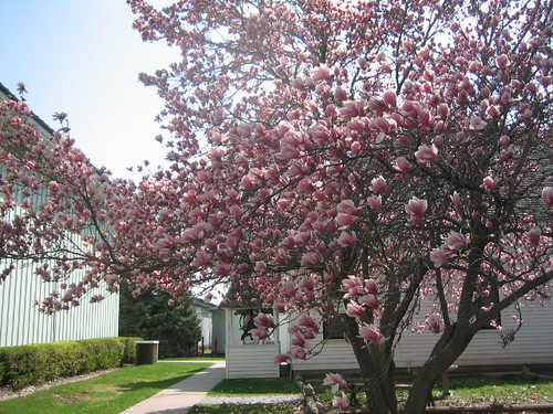 susan magnolia tree pictures. Magnolia Tree, Pioneer Village