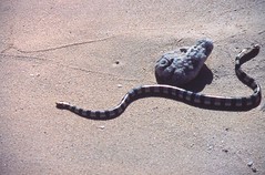 Water snake