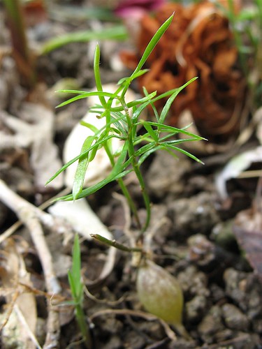 Asparagus densiflorus seedling