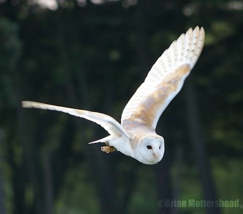 Pictures Of Owls In Flight. Barn Owl in Flight