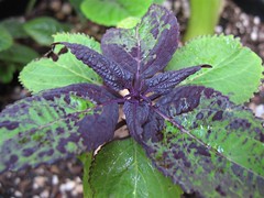 Coleus 'Dark Star hybrid (3 Leafed)'