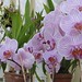 Orchid House Botanic Gardens