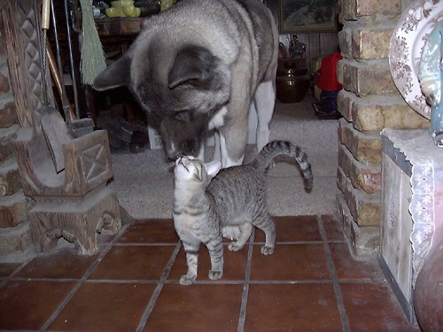Puppies And Kittens Kissing. cute tabby kitten dog love
