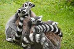 Bundle of lemurs