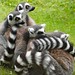 Bundle of lemurs