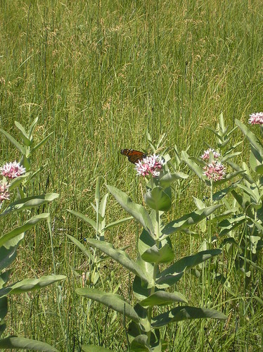 Monarch on showy milkweed