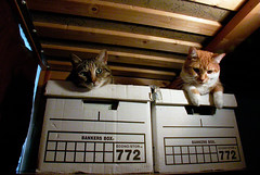 cats on bankers boxes