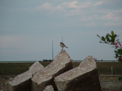 Bird by the Highway