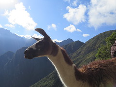 Machu Picchu <a style="margin-left:10px; font-size:0.8em;" href="http://www.flickr.com/photos/83080376@N03/21575552426/" target="_blank">@flickr</a>