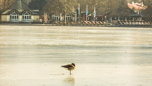 Bird on ice ©  Raymond Zoller