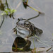 Common Frogs Breeding 4