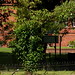 Whitworth Park with Whitworth Gallery in background, MossSide, Manchester