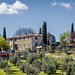 Olive Trees and Winery, Poggio Amorally, Chianti