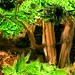 Architecture minuscule #03 la clairière des thuyas (cedar glade)