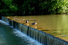 Duck Waterfall