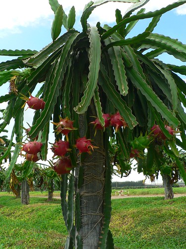 Dragon+fruit+tree+picture